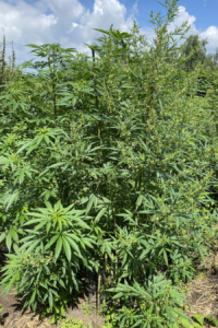 Blue Gold regular 10szt 1op