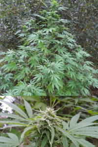 GrapeHP-x-Dutch-Pine-Bx-Regular 10szt 1op