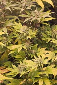 Guerilla-Gold-Reg 10szt 1op