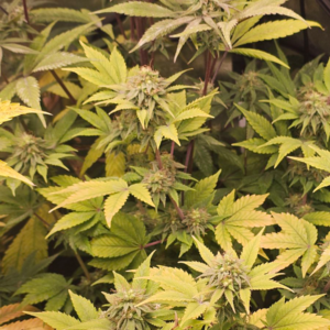 Guerilla-Gold-Reg 10szt 1op
