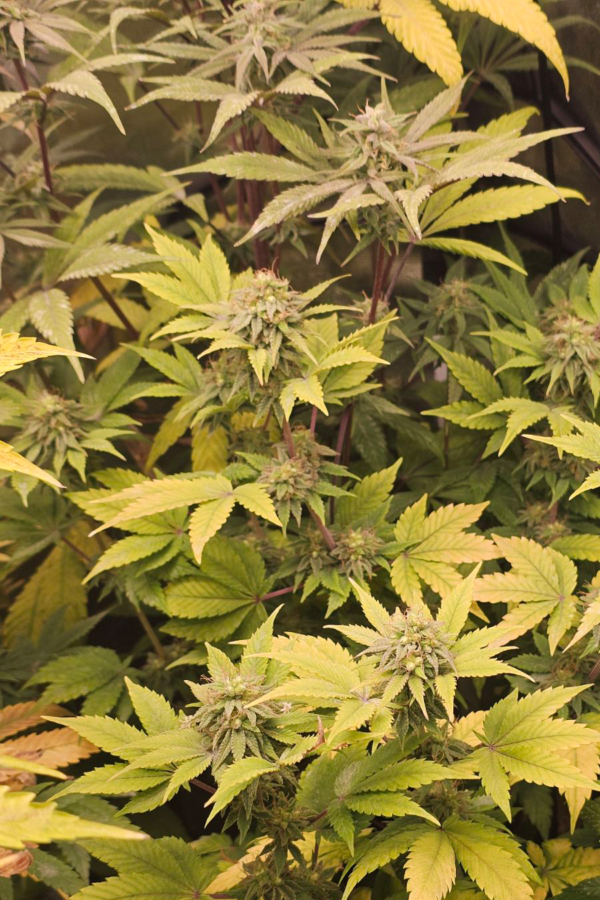 Guerilla-Gold-Reg 10szt 1op