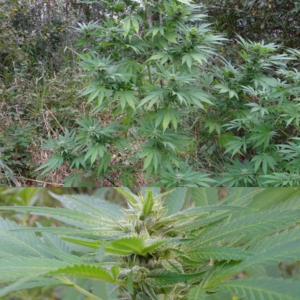 S77-x-Dutch-Pine-Reg 10szt 1op