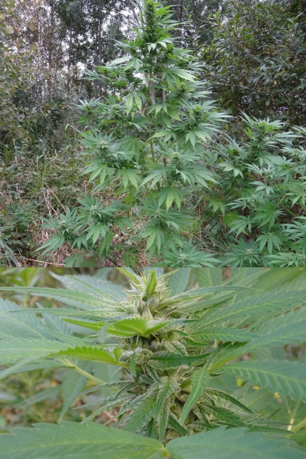 S77-x-Dutch-Pine-Reg 10szt 1op